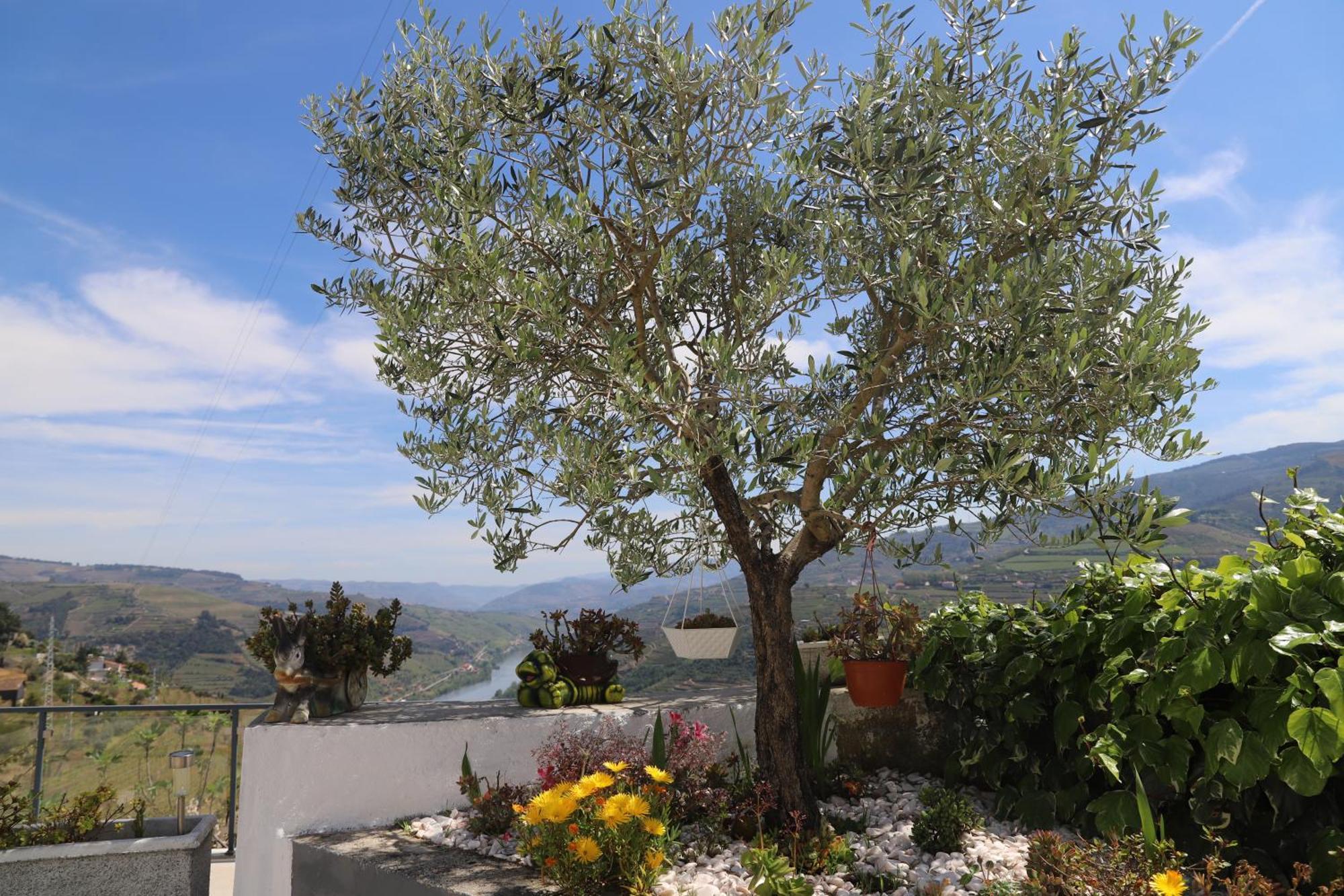 Casa Vale Do Douro Bed & Breakfast Mesao Frio Bagian luar foto